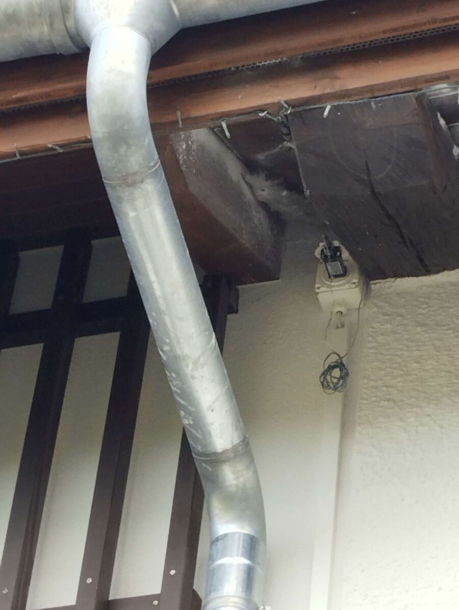 Relocate bees & remove bee nest