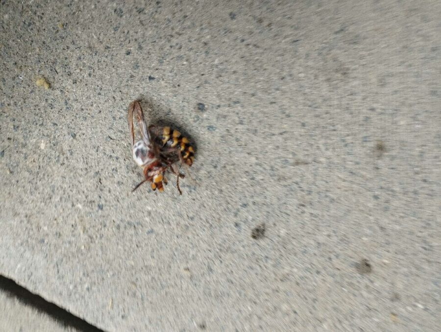 Bee nest at the house remove