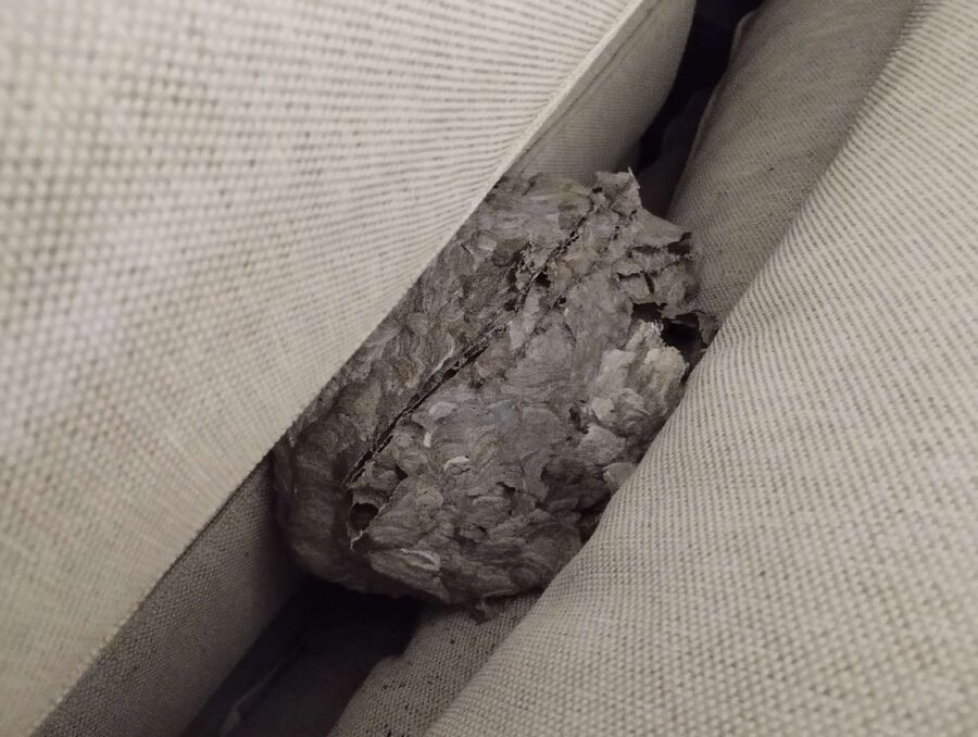 Bee nest at the house remove