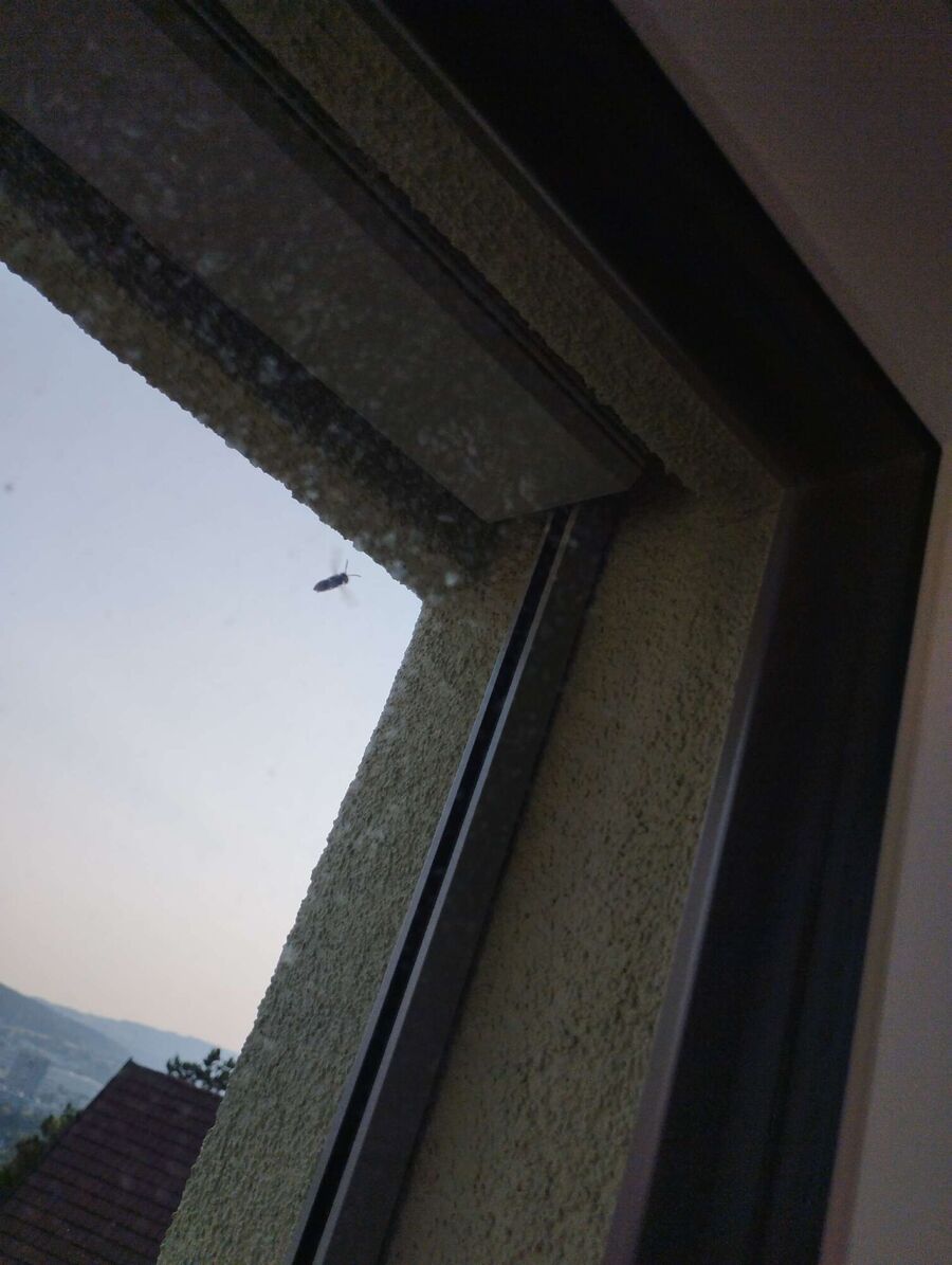 Relocate bees & remove bee nest