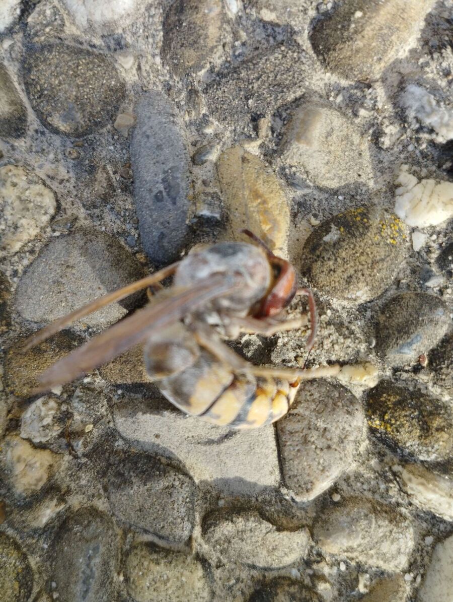 Relocate bees & remove bee nest