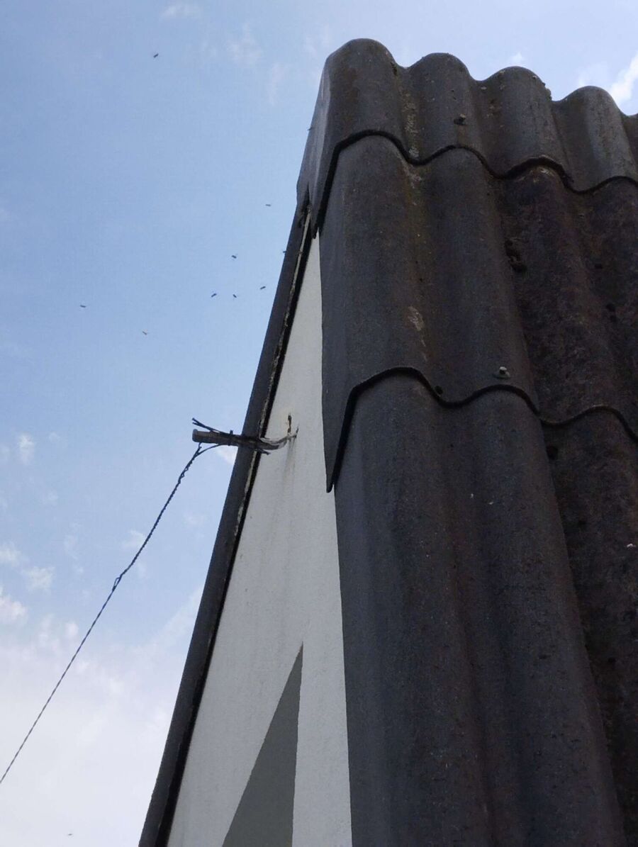 Relocate bees & remove bee nest