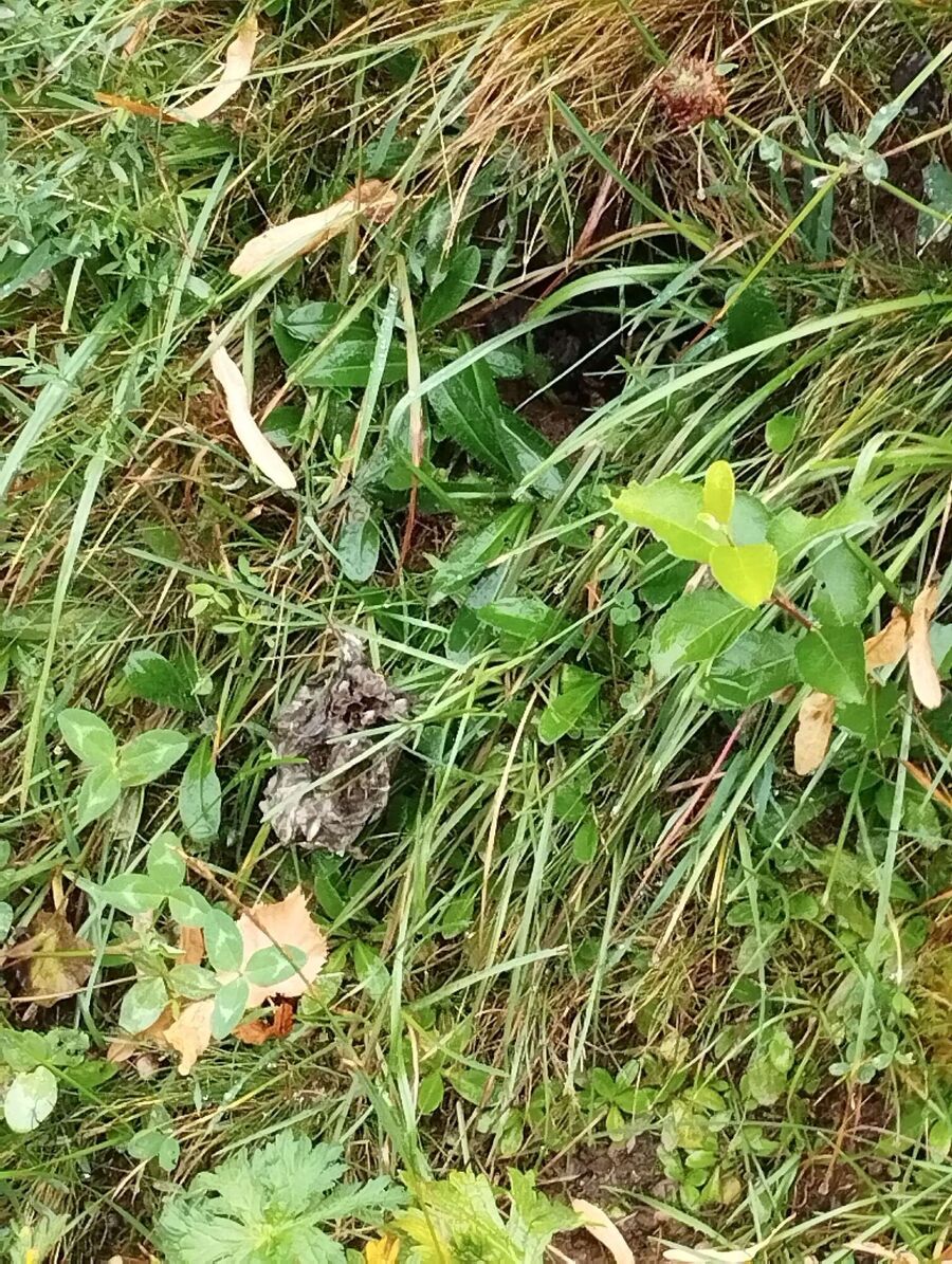 Relocate bees & remove bee nest