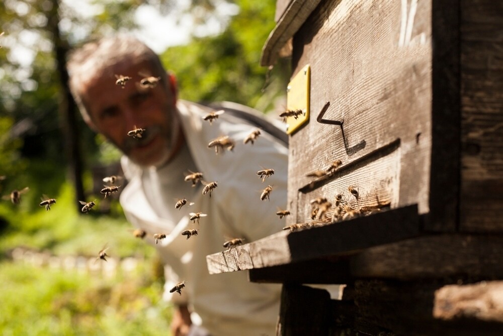 Relocate bees correctly