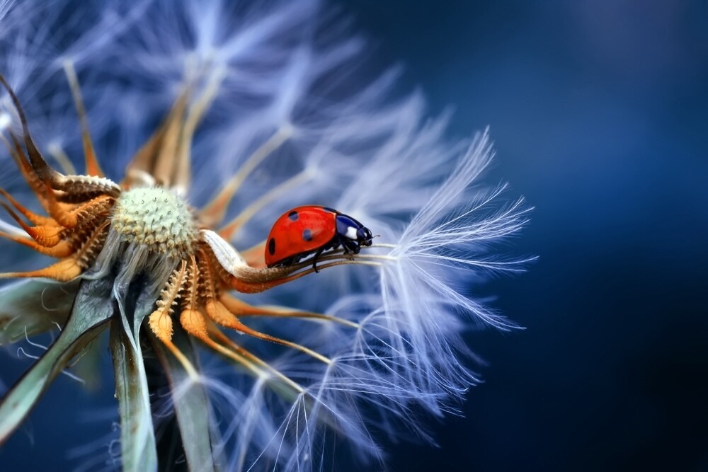 Insect protection in Switzerland