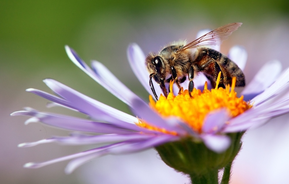 Honey bees (Apis mellifera)