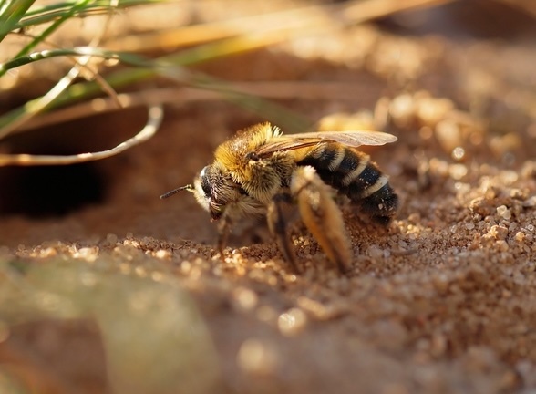 Sand bees (Andrena)