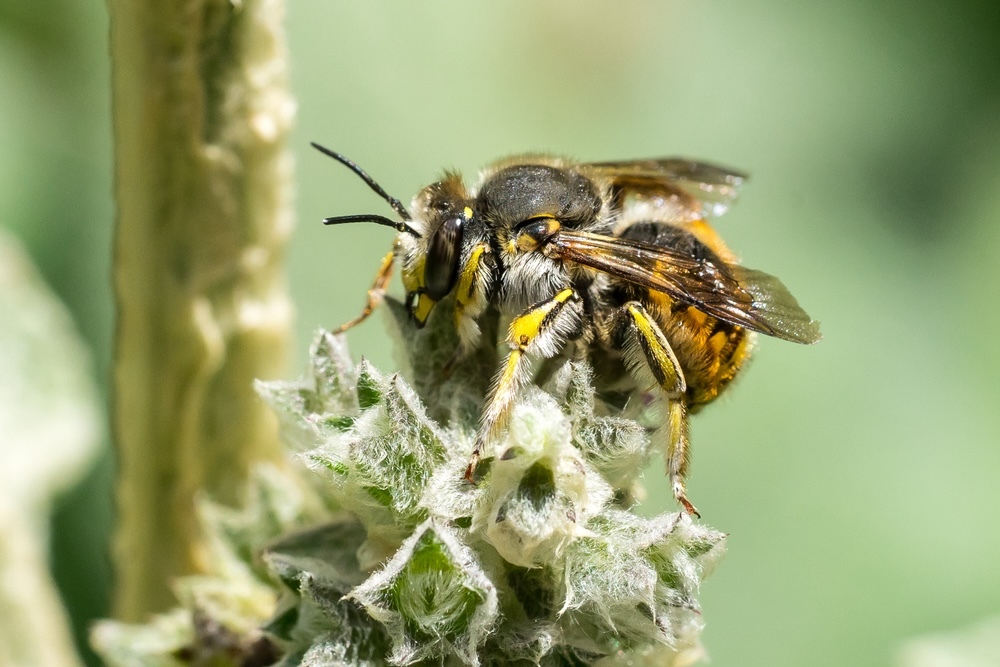 Wool bees (Anthidium)